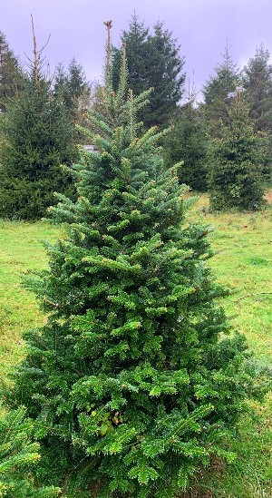 Fraser Fir