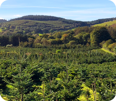 Planted Trees