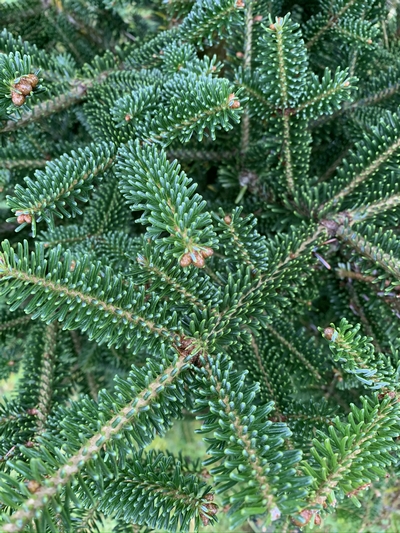 Fraser Fir