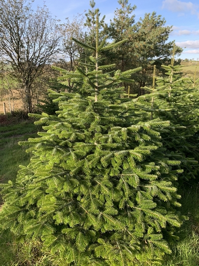 Nordmann Fir