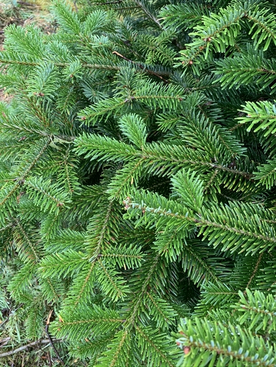Nordmann Fir