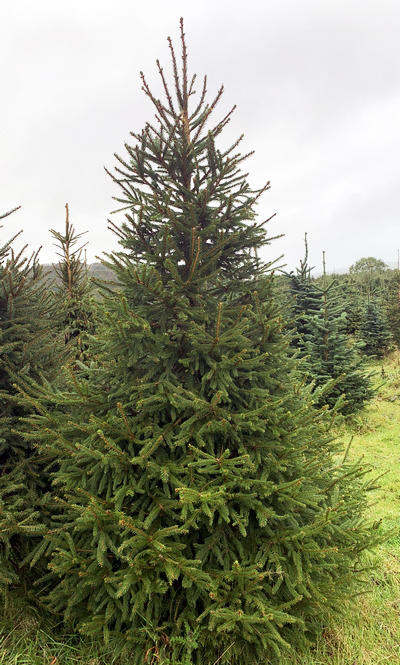 Norway Spruce